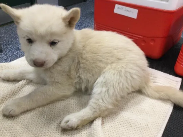 A baby small-sized female Siberian Husky dog named Avalanche for adoption in Thousand Palms, CA
