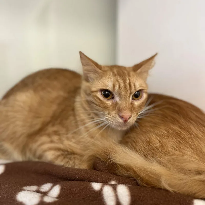 A young medium-sized male Orange / Red Domestic Long Hair cat named Mandarin for adoption in Beaumont, TX