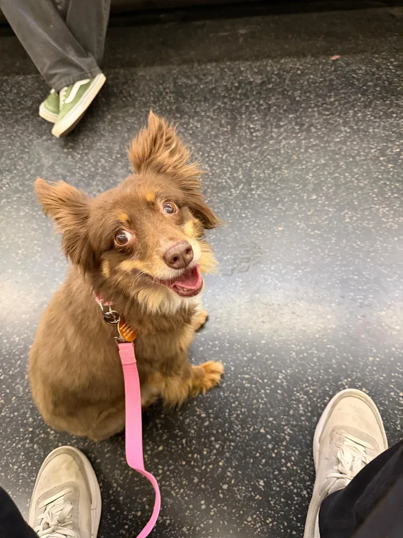An adult small-sized female Brown / Chocolate Australian Shepherd dog named Belle for adoption in Brooklyn, NY