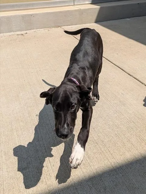 A baby medium-sized male Great Dane dog named Mahogany for adoption in Leesburg, VA