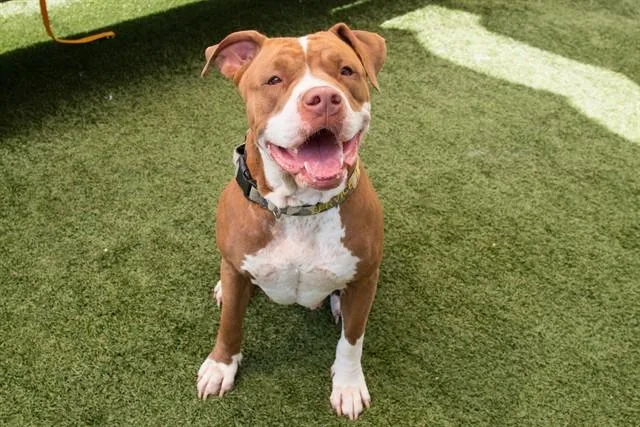 An adult large-sized female Pit Bull Terrier dog named Cheri Pie for adoption in Santa Monica, CA