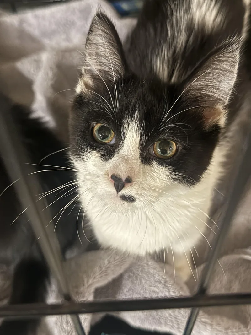 A young medium-sized female Black & White / Tuxedo Domestic Medium Hair cat named Eclair for adoption in Fort Collins, CO