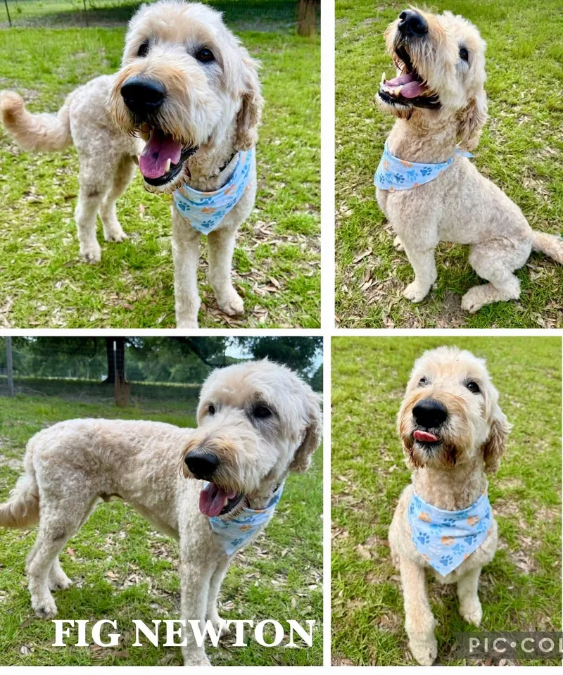 An adult medium-sized male Apricot / Beige Goldendoodle dog named Fig Newton for adoption in Enterprise, AL