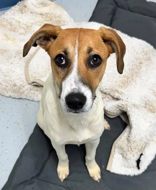 A young small-sized female Labrador Retriever dog named April for adoption in Skillman, NJ