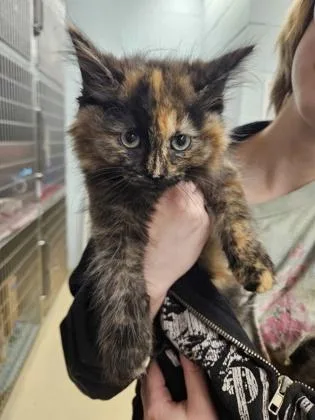 A baby small-sized female Domestic Short Hair cat named Aubergine for adoption in Munster, IN