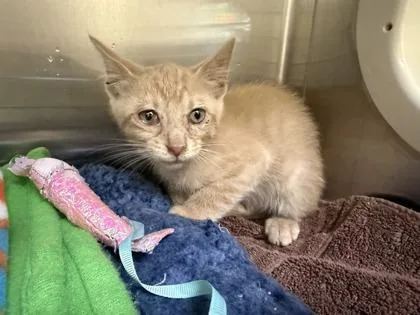 A baby small-sized male Domestic Short Hair cat named Rigatoni for adoption in Independence, MO