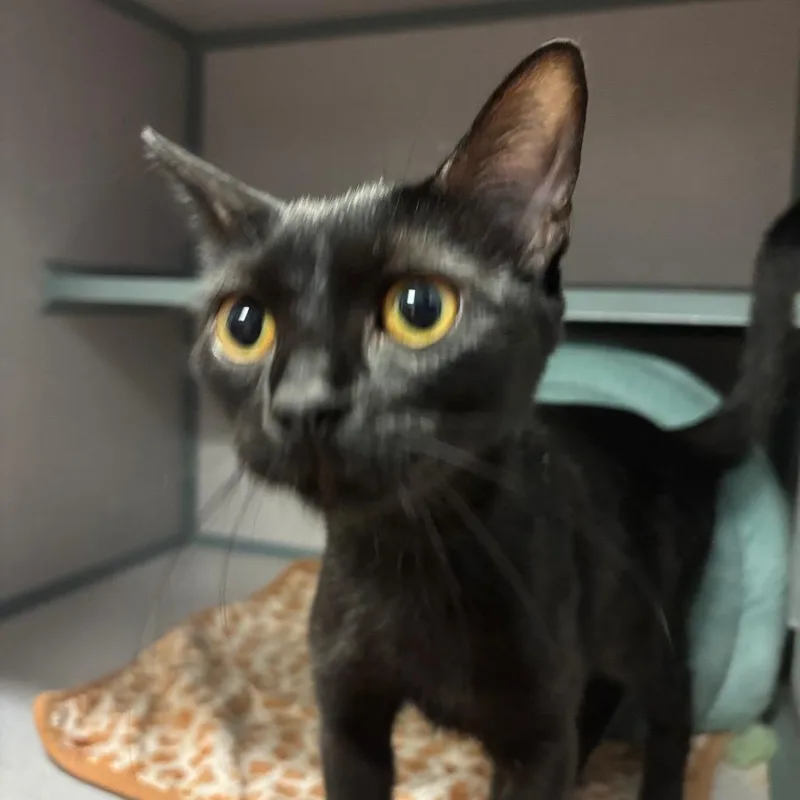 A young medium-sized female Domestic Short Hair cat named Stella for adoption in Port Charlotte, FL