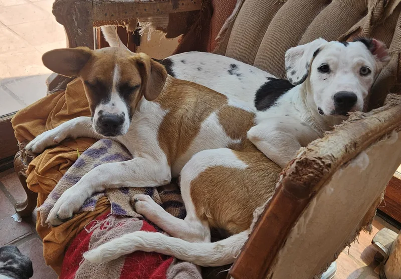 Georgette thumbnail 3