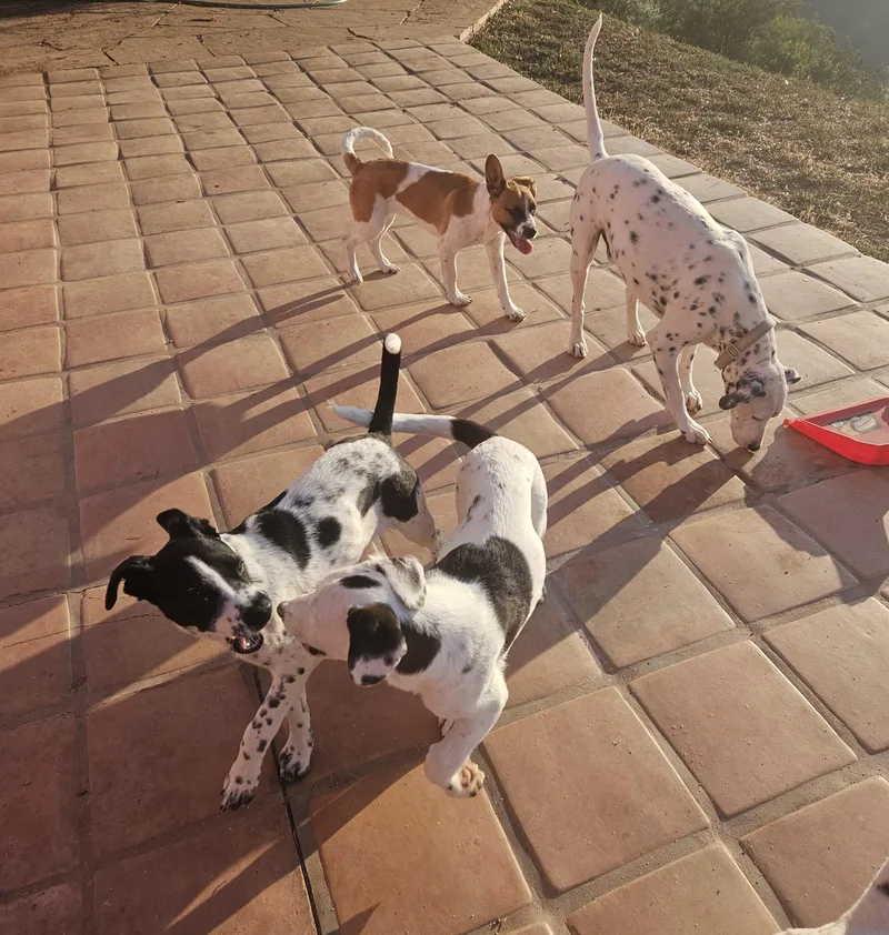 Georgette thumbnail 4