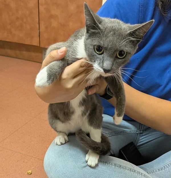An adult medium-sized female Domestic Short Hair cat named Tip Toe for adoption in Oakland, CA
