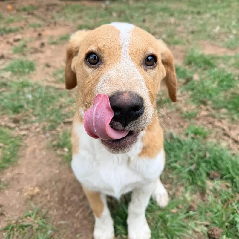 A baby medium-sized male Red / Chestnut / Orange Labrador Retriever dog named Goldenrod for adoption in Fayetteville, GA
