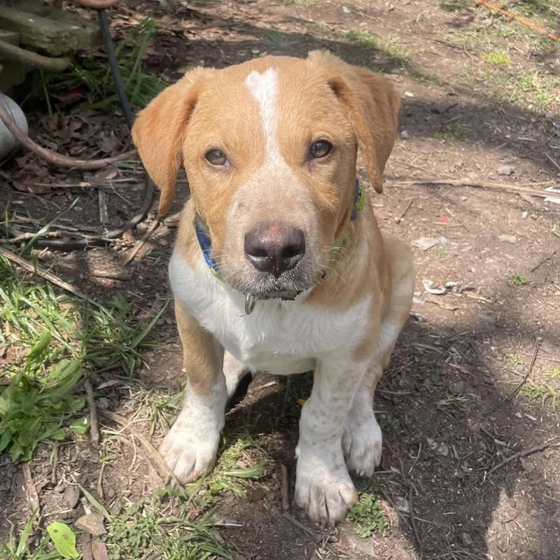 Goldenrod thumbnail 2