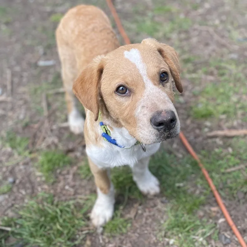 Goldenrod thumbnail 3