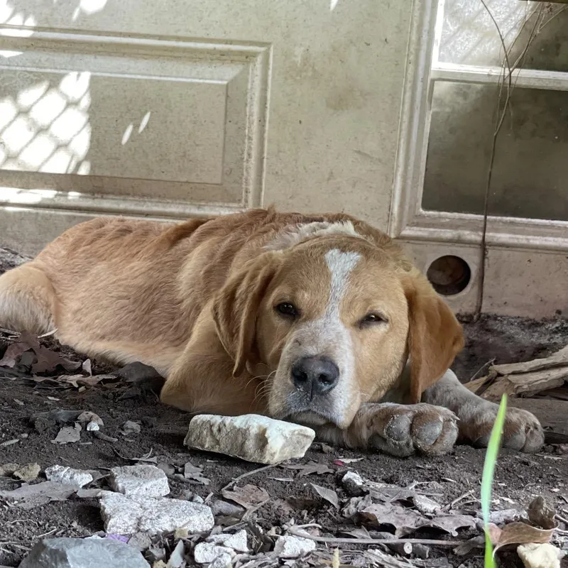 Goldenrod thumbnail 4