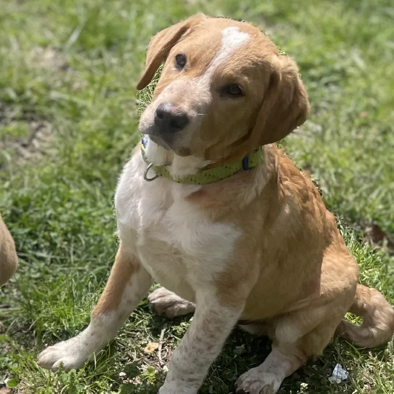 Goldenrod thumbnail 5