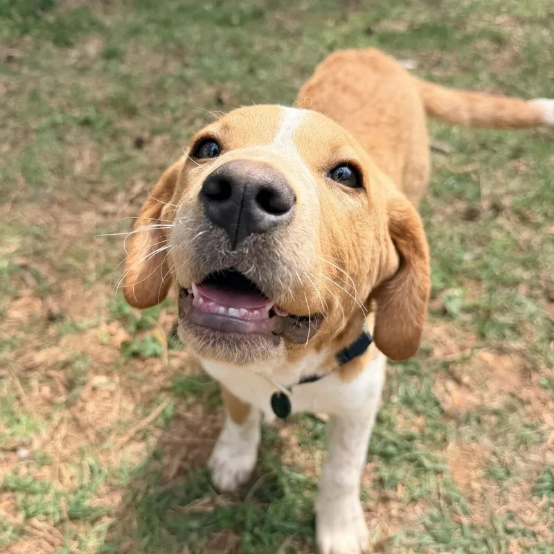 Goldenrod thumbnail 6