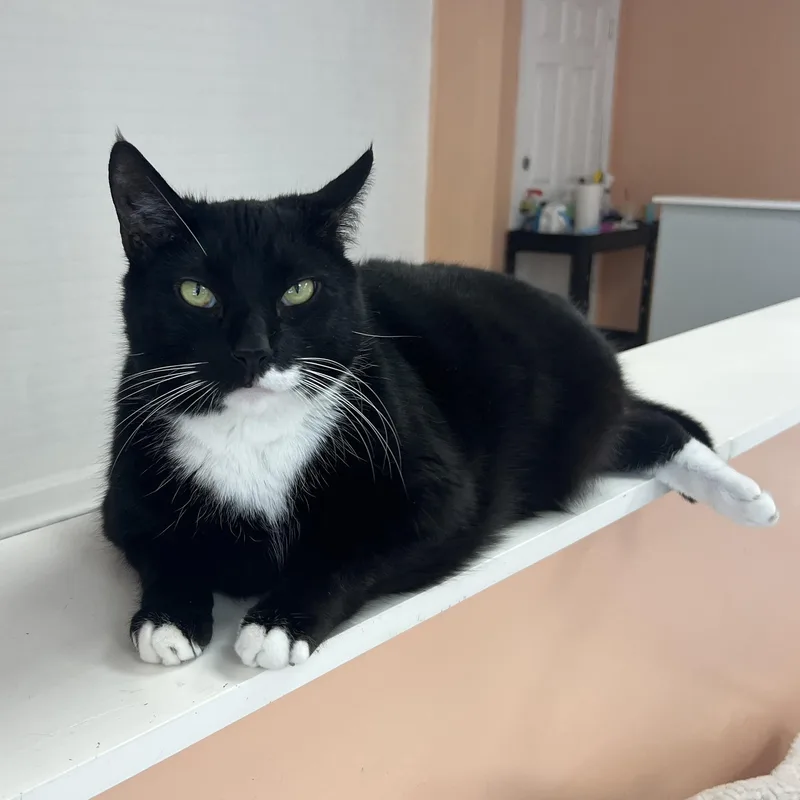 An adult extra large-sized male Tuxedo cat named Willis for adoption in Altoona, PA