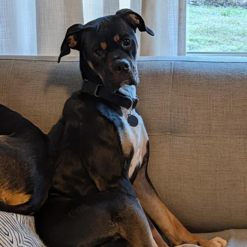 Firehawk thumbnail 2