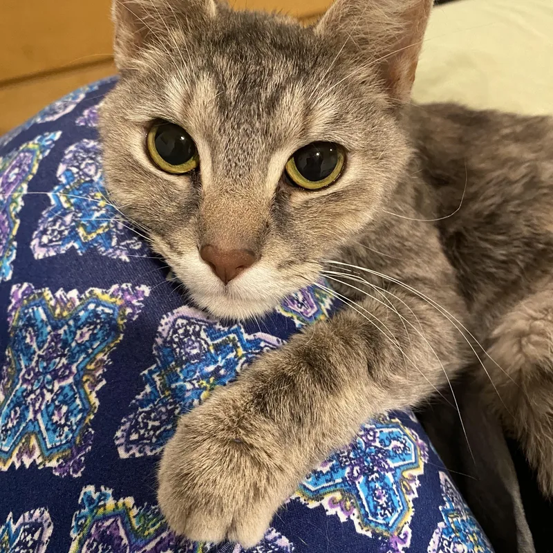 An adult small-sized female Dilute Tortoiseshell Domestic Short Hair cat named Lilou for adoption in Philadelphia, PA
