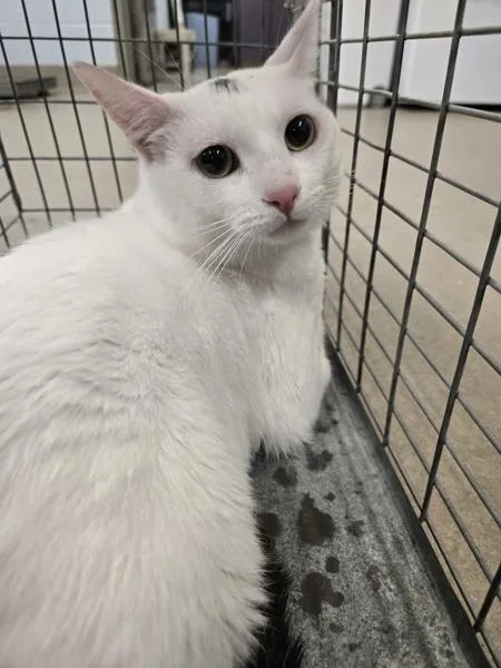 A young medium-sized male Domestic Short Hair cat named Gojo for adoption in Millersville, MD