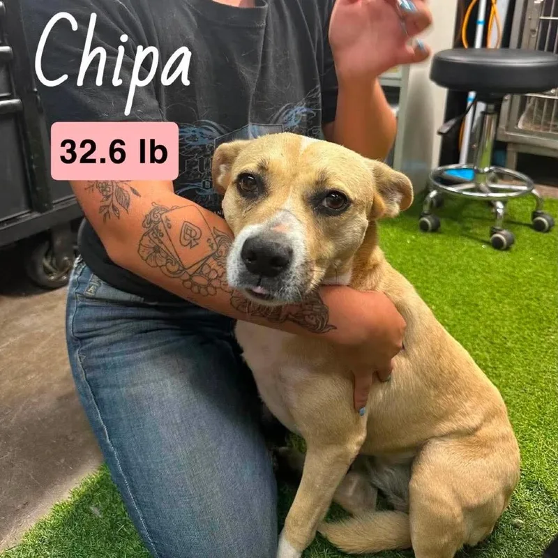 A young medium-sized female Yellow / Tan / Blond / Fawn Mixed Breed dog named Chipa for adoption in Farmersville, OH