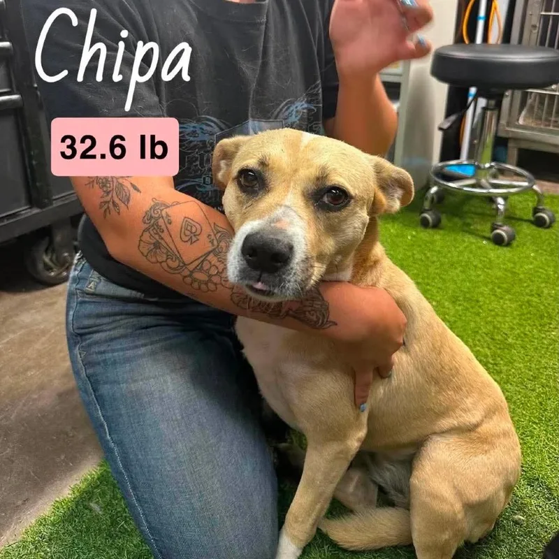 Chipa thumbnail 2