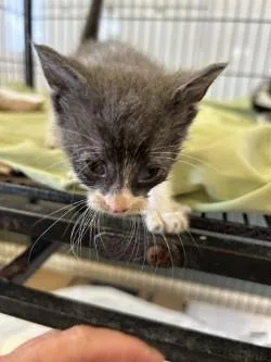 A baby medium-sized male Domestic Short Hair cat named Keats for adoption in West Memphis, AR