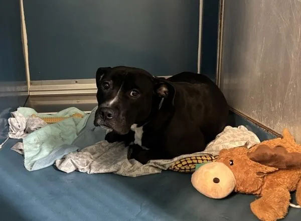An adult large-sized male Mixed Breed dog named Oreo for adoption in New York, NY