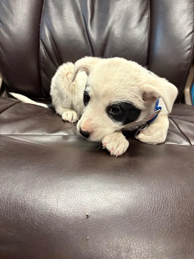 A baby medium-sized male Australian Cattle Dog / Blue Heeler dog named Holstein for adoption in Reno, NV