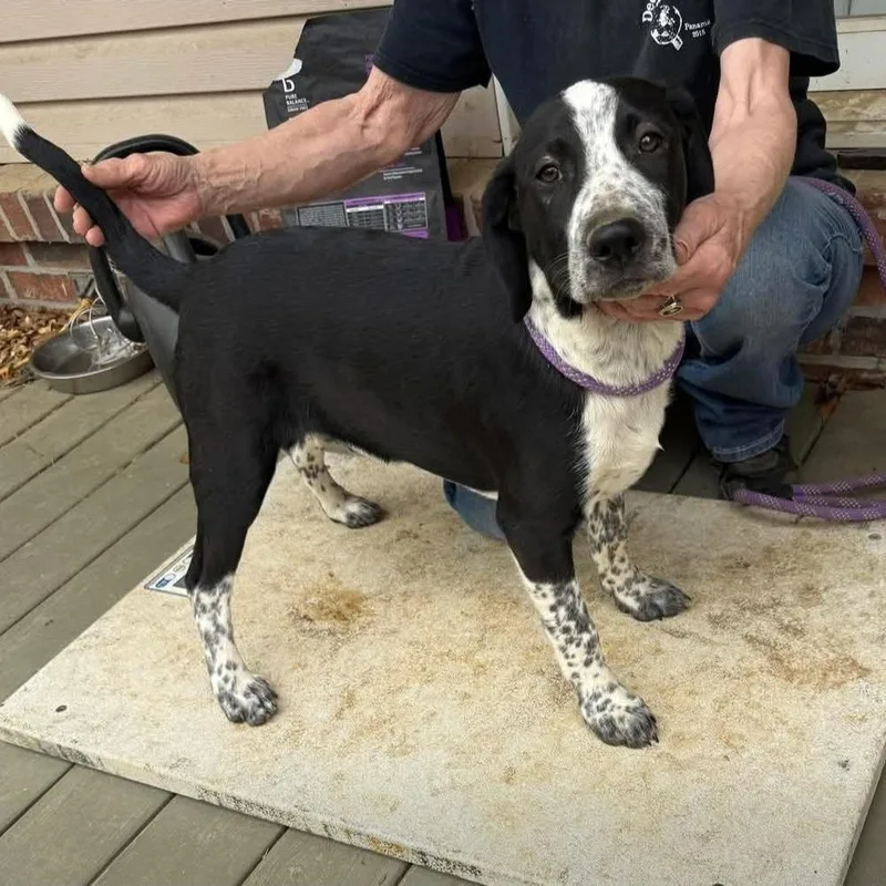 A young medium-sized male Black Mixed Breed dog named Samuel for adoption in Alexandria, VA