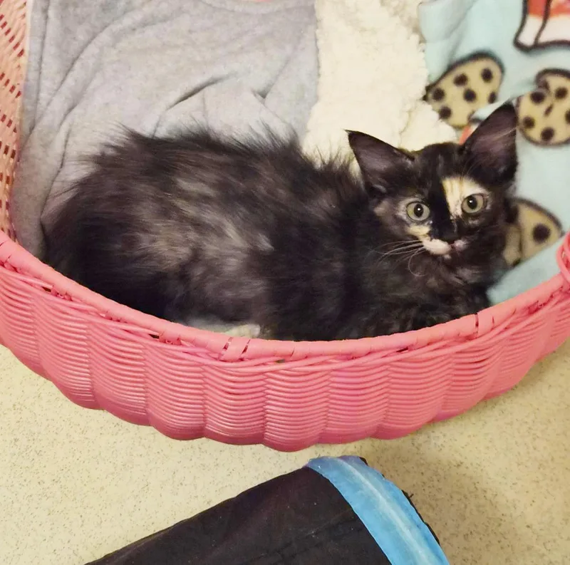 A baby small-sized female Black Domestic Medium Hair cat named Ladybug Summerlover for adoption in Chandler, AZ