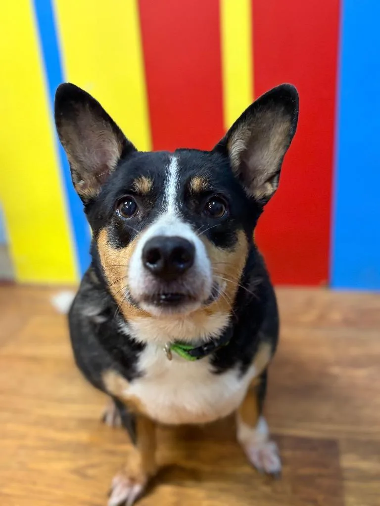 An adult medium-sized female Corgi dog named Ivy for adoption in Ocala, FL