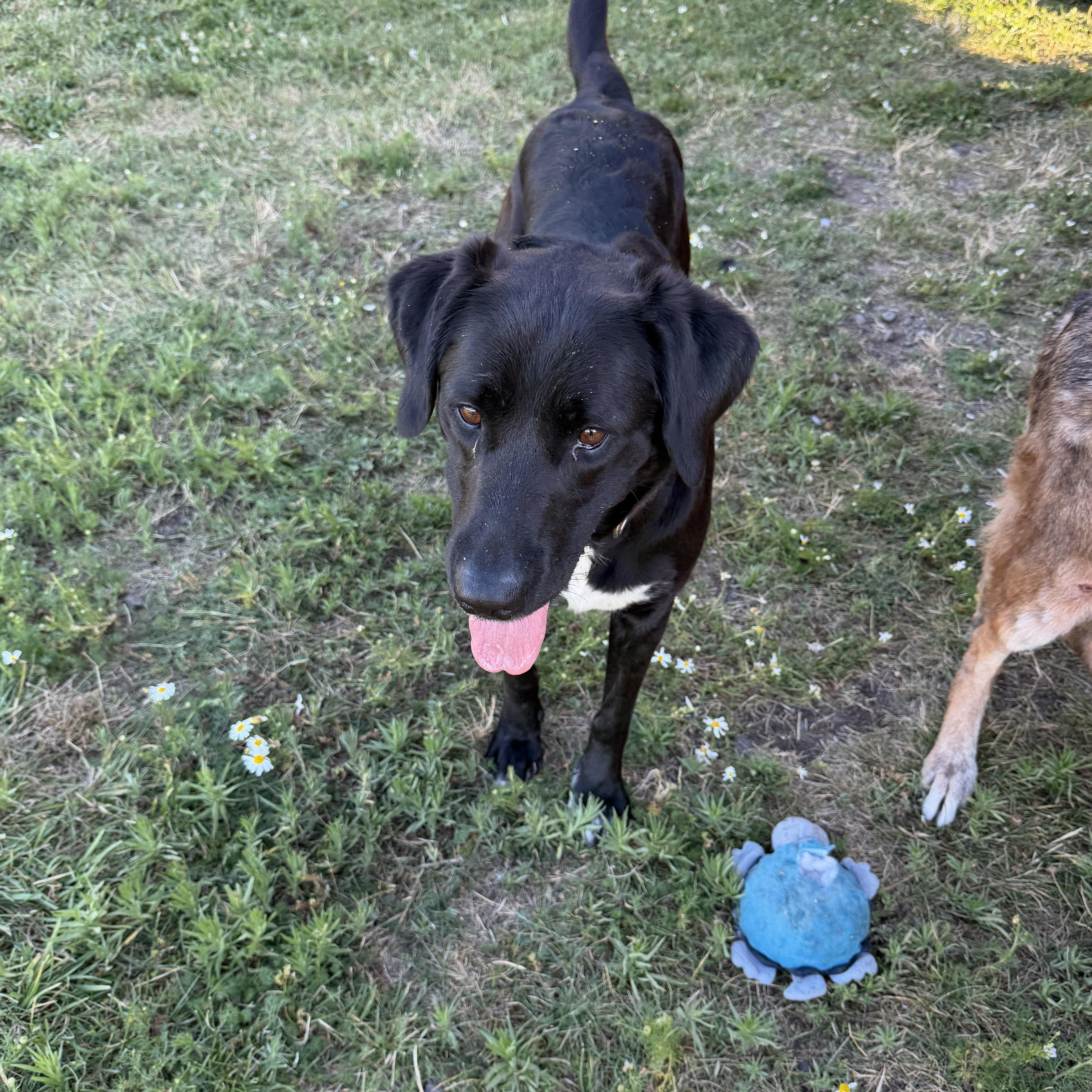 A young medium-sized female Black Labrador Retriever dog named Moira for adoption in Plummer, ID