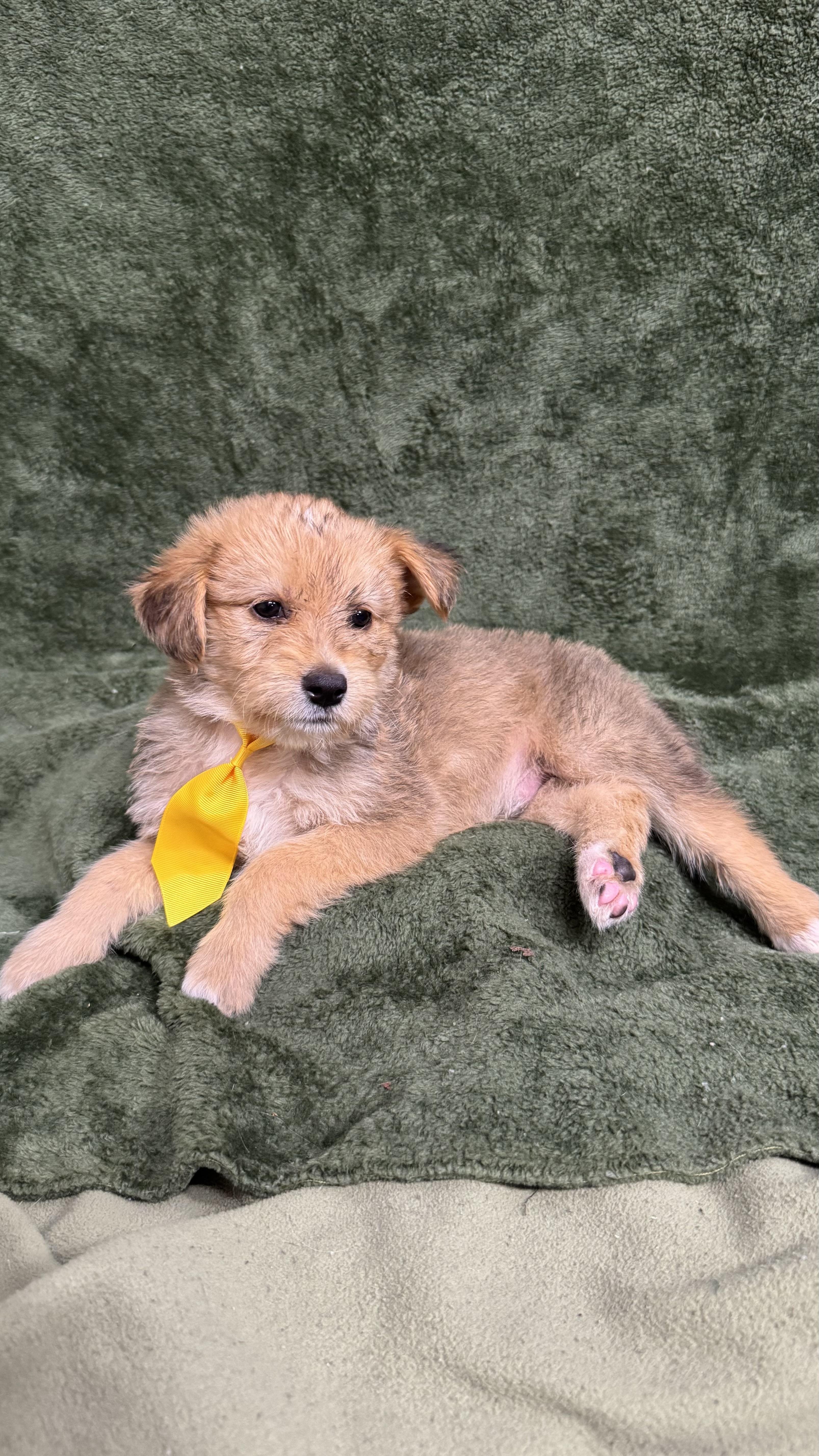 A baby medium-sized male Golden Beagle dog named Spongebob for adoption in Knoxville, TN