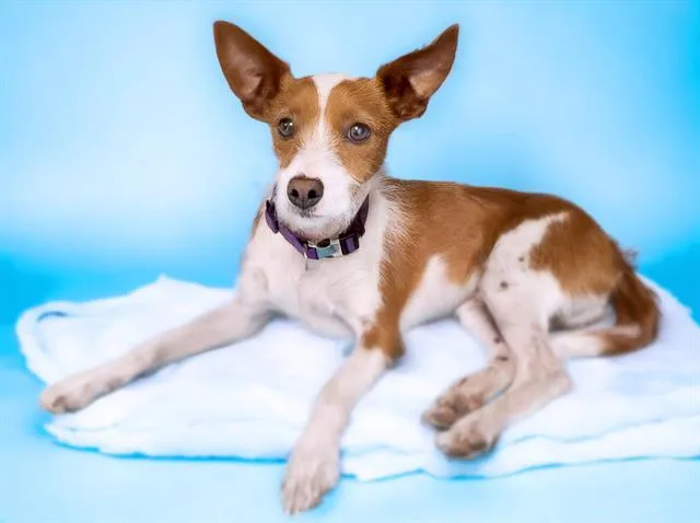An adult small-sized male Parson Russell Terrier dog named Elden for adoption in Tucson, AZ