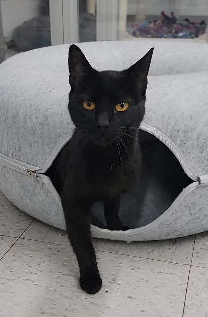 An adult medium-sized male Domestic Short Hair cat named Squeak for adoption in Elmira, NY