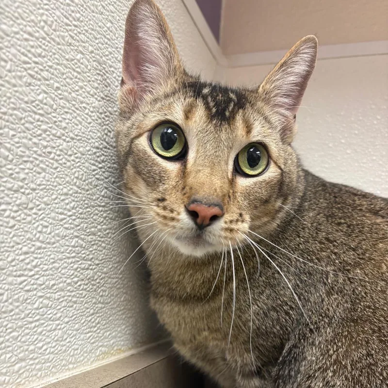 Ollivander thumbnail 2