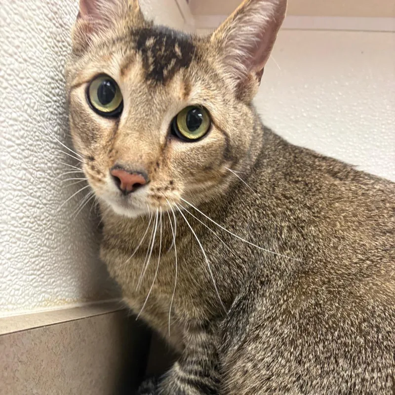 Ollivander thumbnail 3