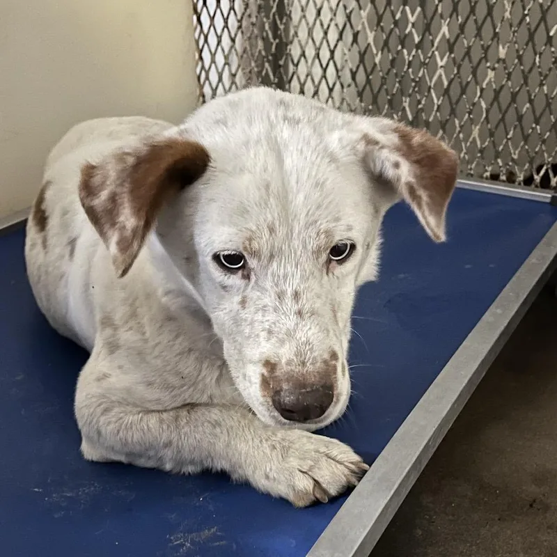 An adult medium-sized male White / Cream Cattle Dog dog named Sky for adoption in Stephenville, TX