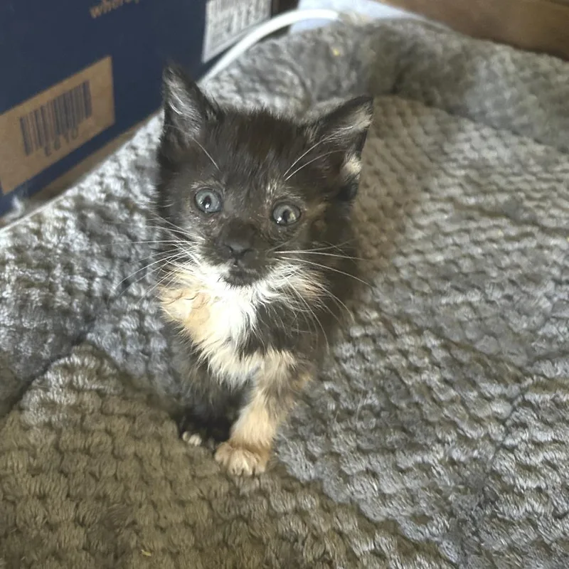A baby small-sized female Calico Domestic Short Hair cat named Piadina for adoption in Huntsville, AL