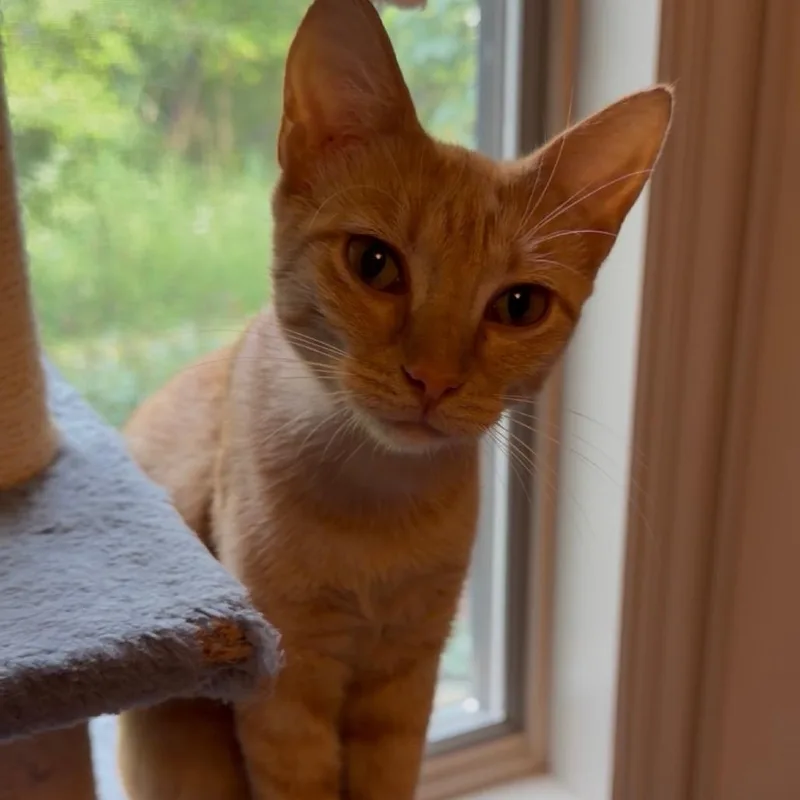 A young small-sized female Orange / Red Domestic Short Hair cat named Clementine for adoption in Terre Haute, IN