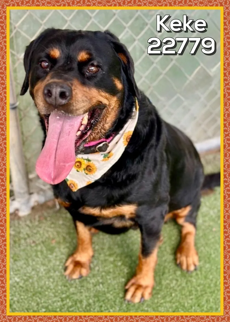 An adult extra large-sized female Black Rottweiler dog named Keke for adoption in Marietta, GA