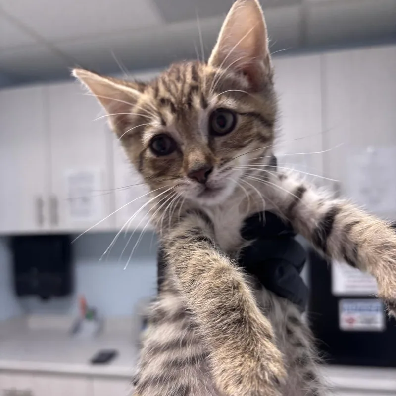 A baby small-sized male Brown / Chocolate Domestic Short Hair cat named Teddy Bear for adoption in Riverside, CA