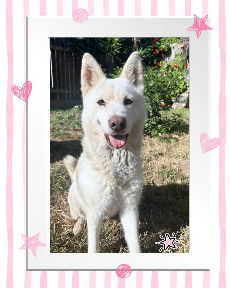 A young medium-sized female Husky dog named Stellie for adoption in San Diego, CA