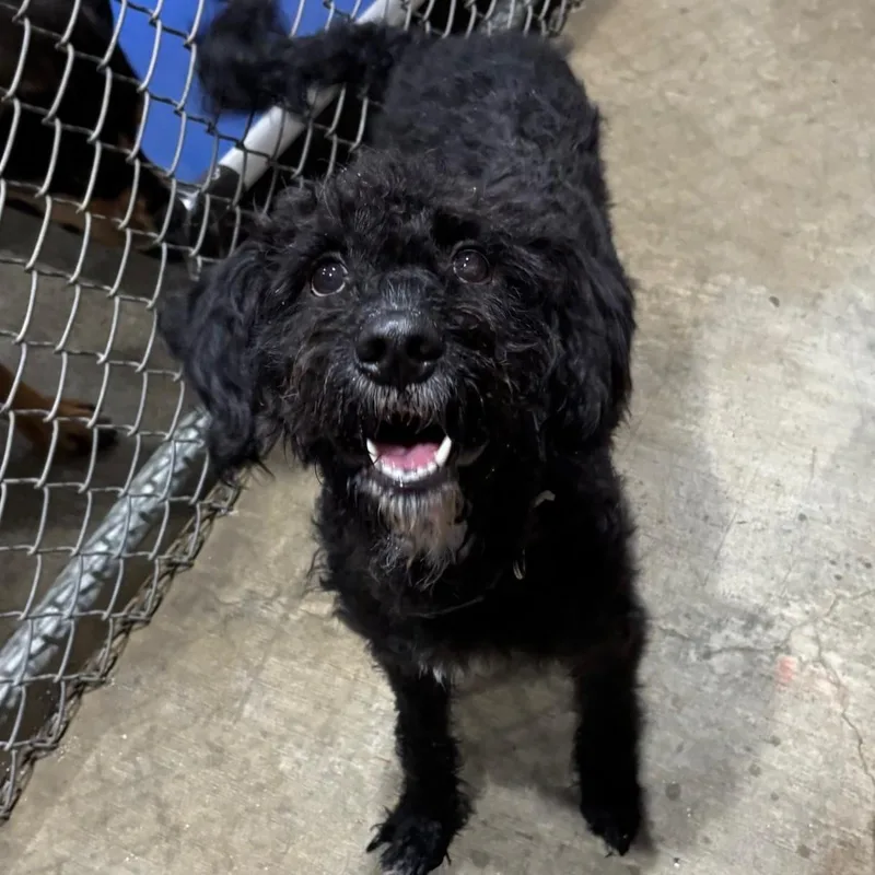 A young medium-sized male Black Barbet dog named Chester for adoption in Garden Ridge, TX