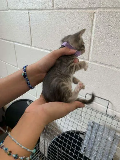A young small-sized male Domestic Short Hair cat named William for adoption in Baton Rouge, LA