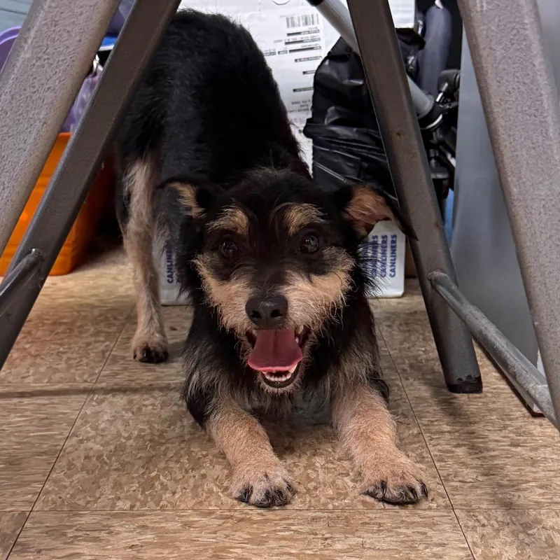 A young small-sized male Black Terrier dog named Yogi for adoption in Birdsboro, PA
