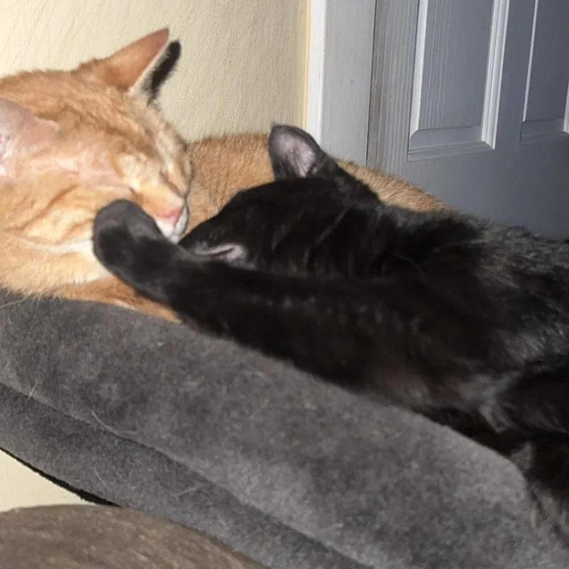 An adult small-sized female Orange / Red Domestic Short Hair cat named Daisy  Home to for adoption in South Elgin, IL