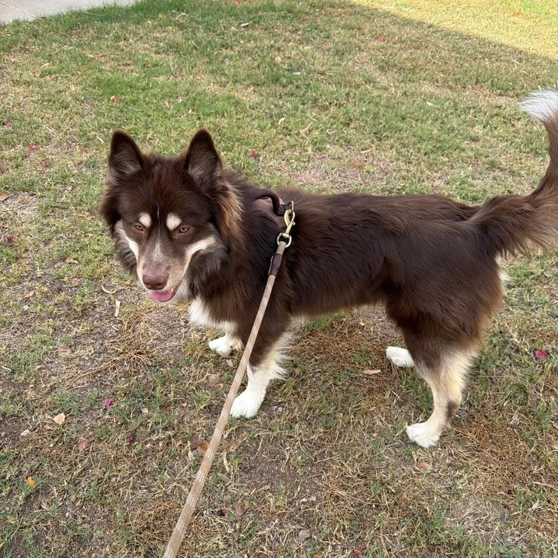 Jasper thumbnail 3