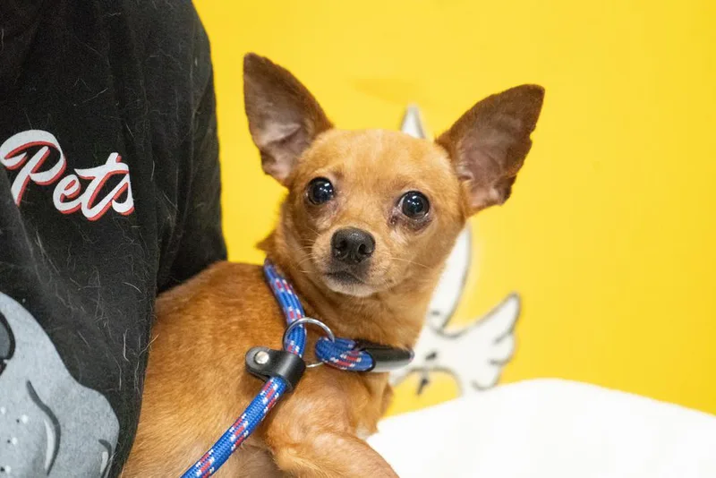 Mcintosh Red thumbnail 3